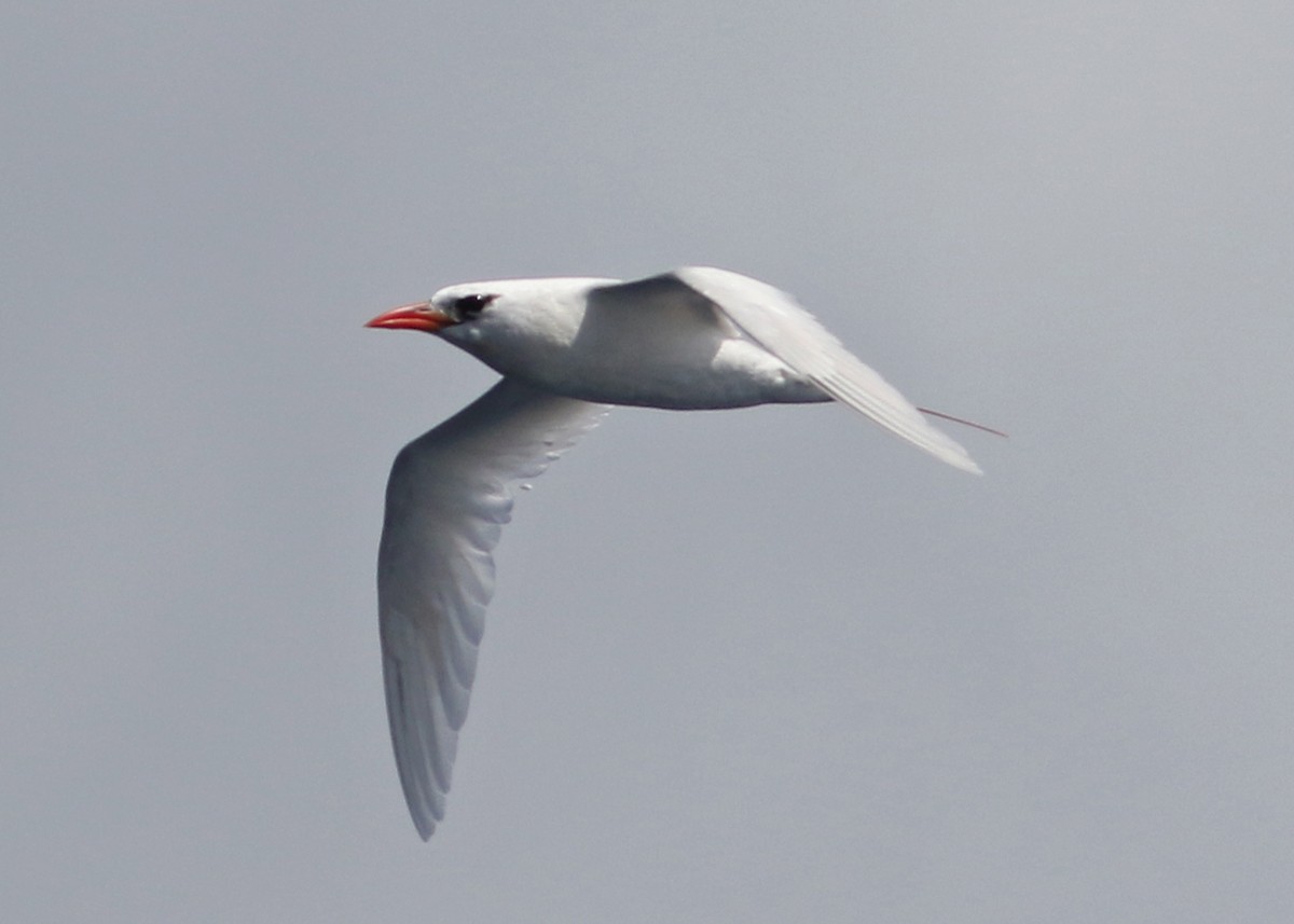 Rotschwanz-Tropikvogel - ML500719491