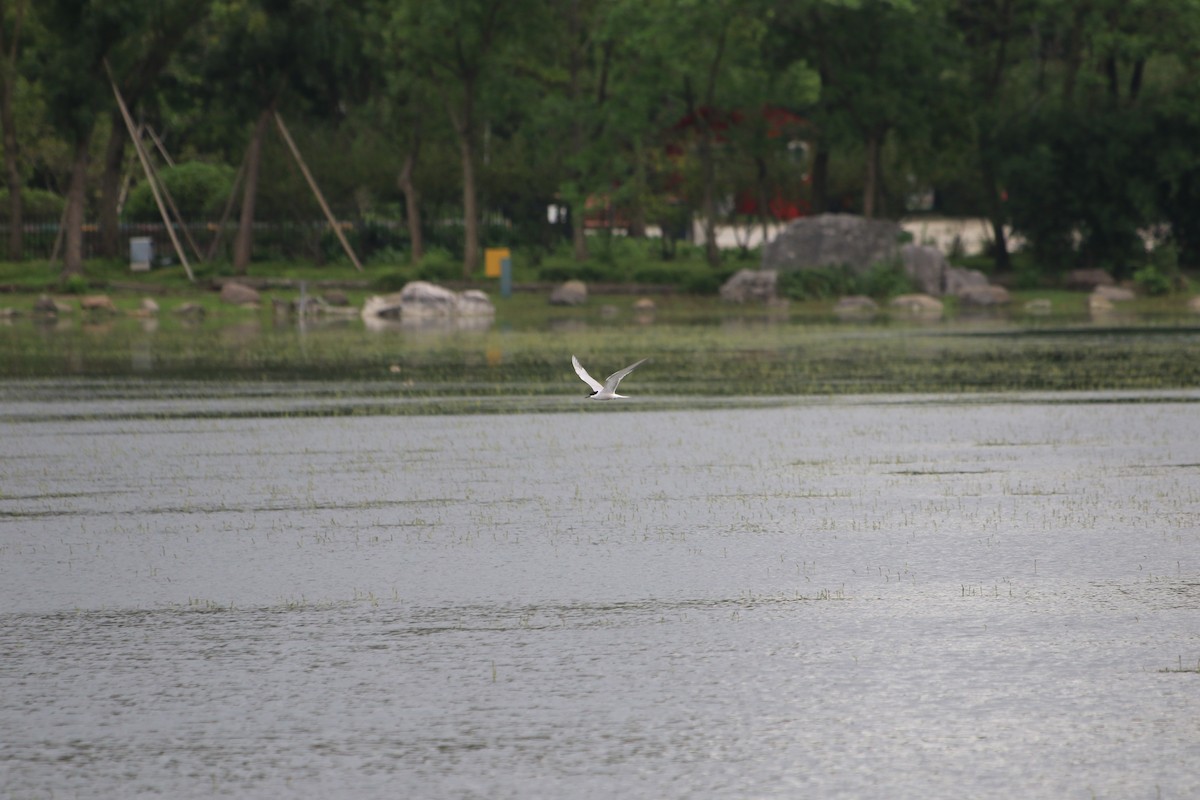 Common Tern - ML500719581