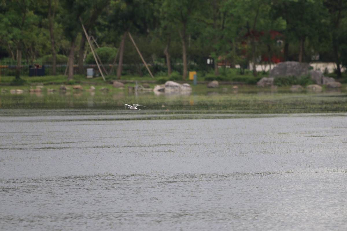 Common Tern - ML500719591