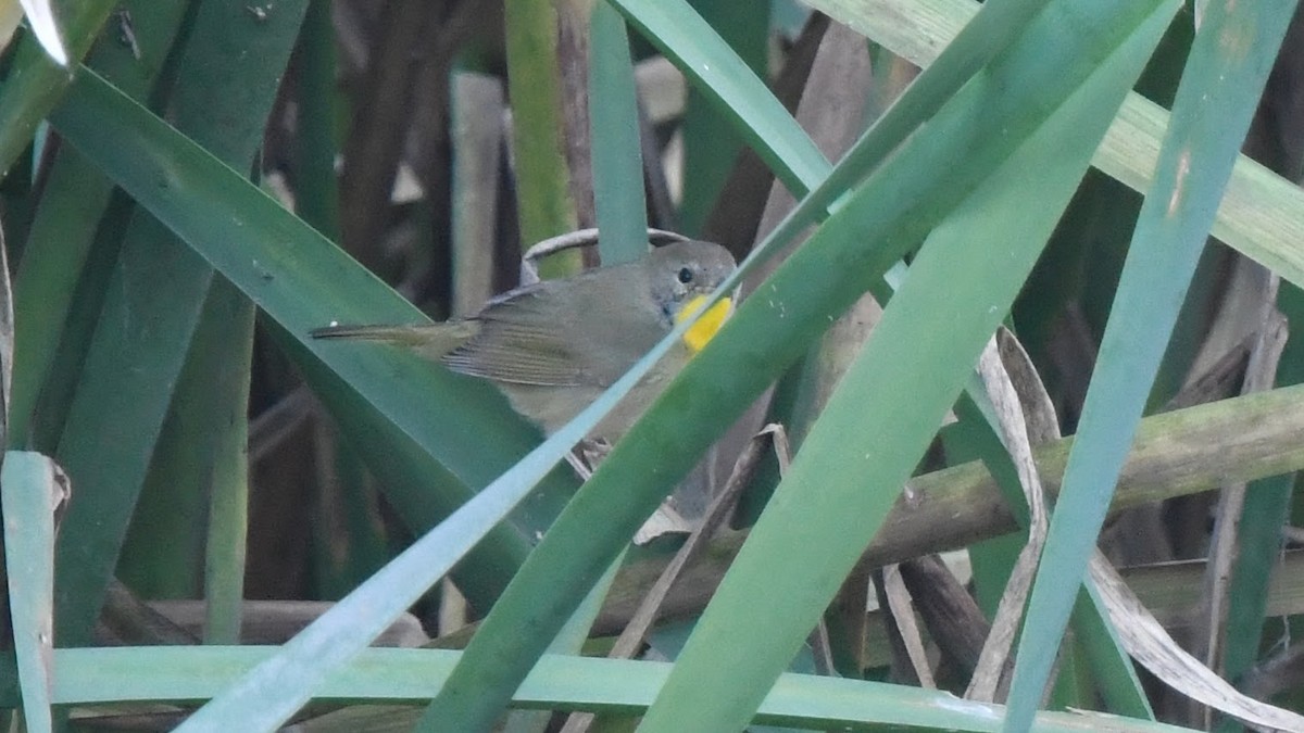 Common Yellowthroat - ML500719951