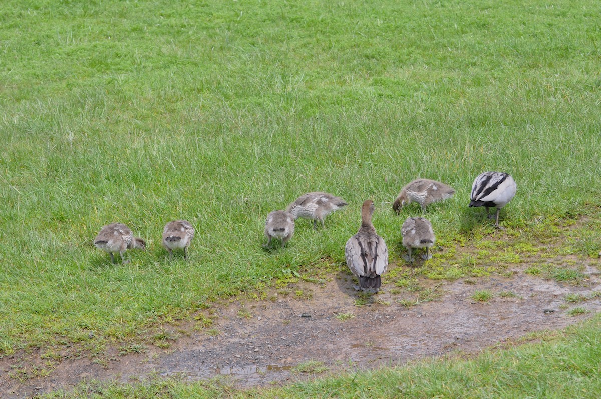 Canard à crinière - ML500720171