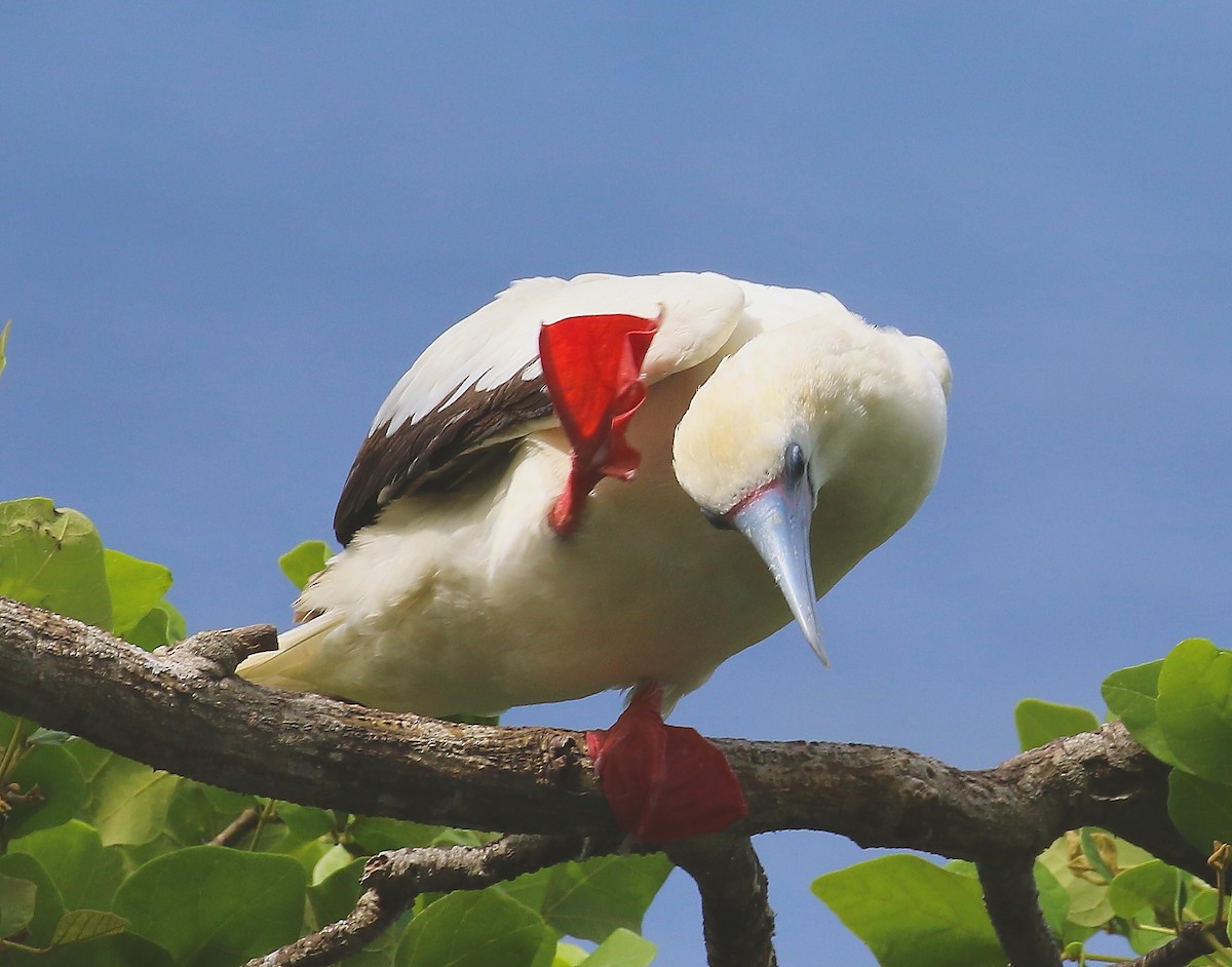 Red-footed Booby - ML500720631