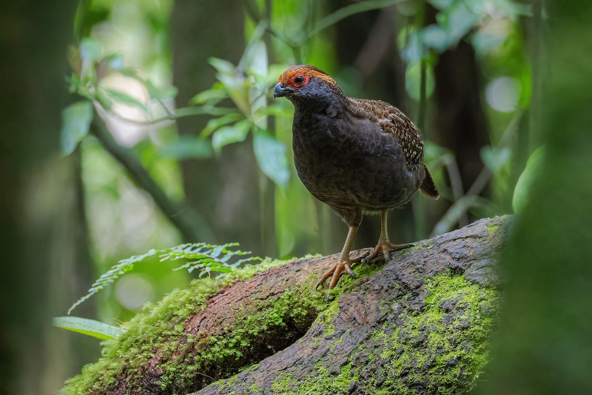 Spot-winged Wood-Quail - ML500721931