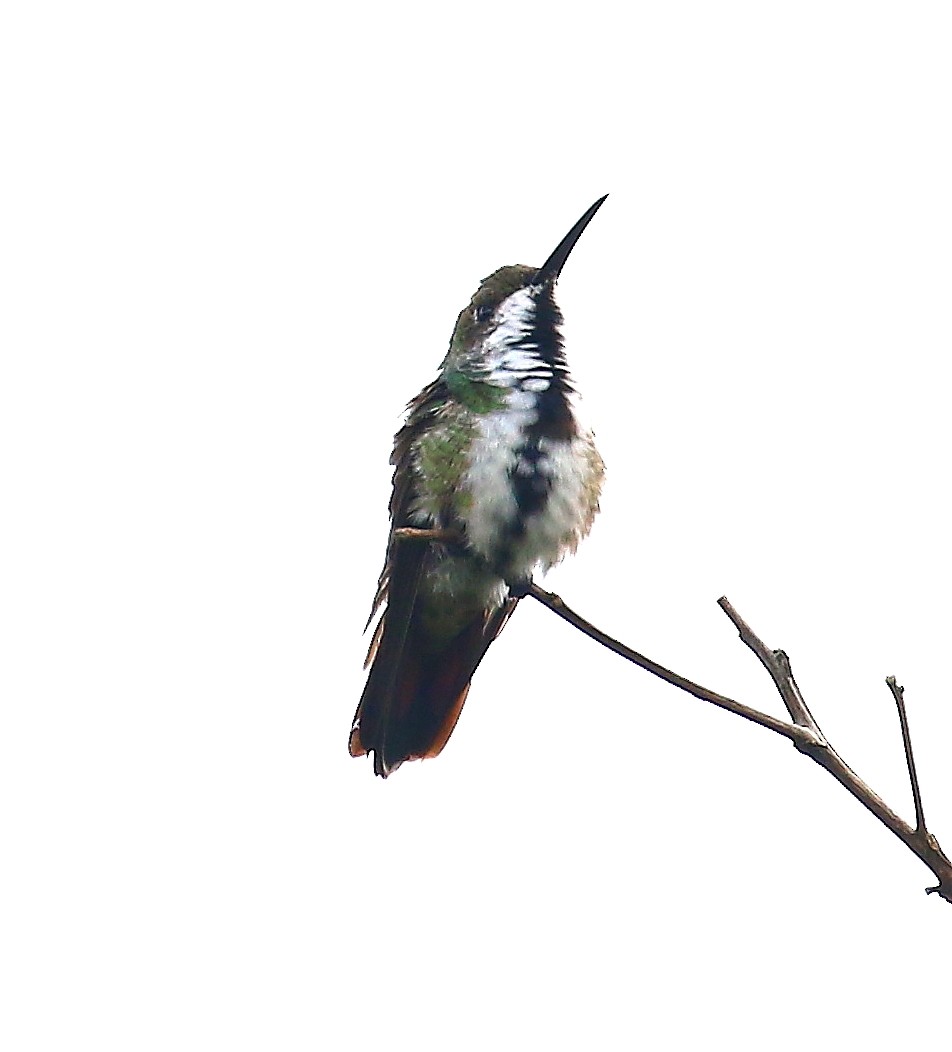 Black-throated Mango - ML500722641