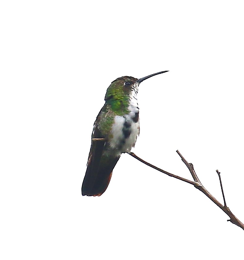 kolibřík tropický - ML500722651