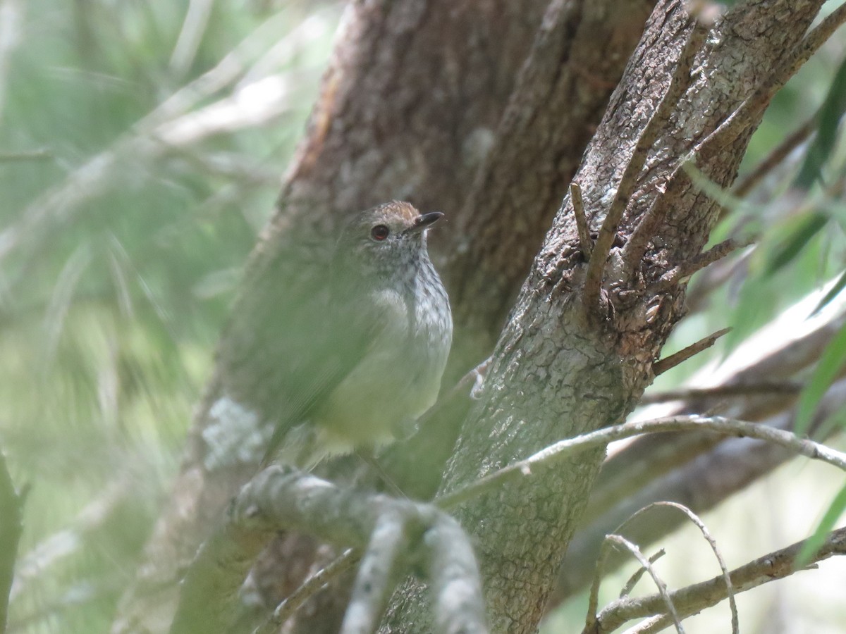 Brown Thornbill - ML500722931