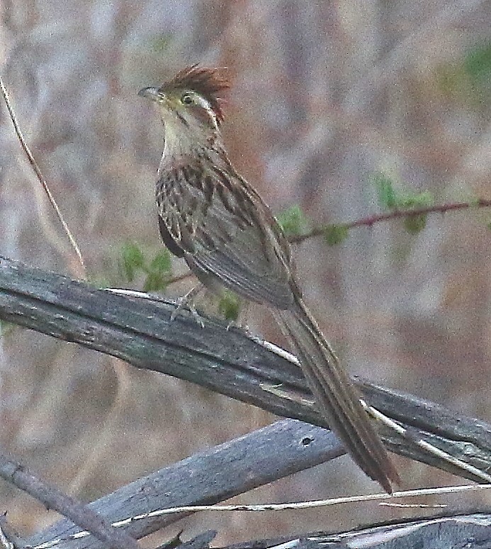 Striped Cuckoo - ML500723471