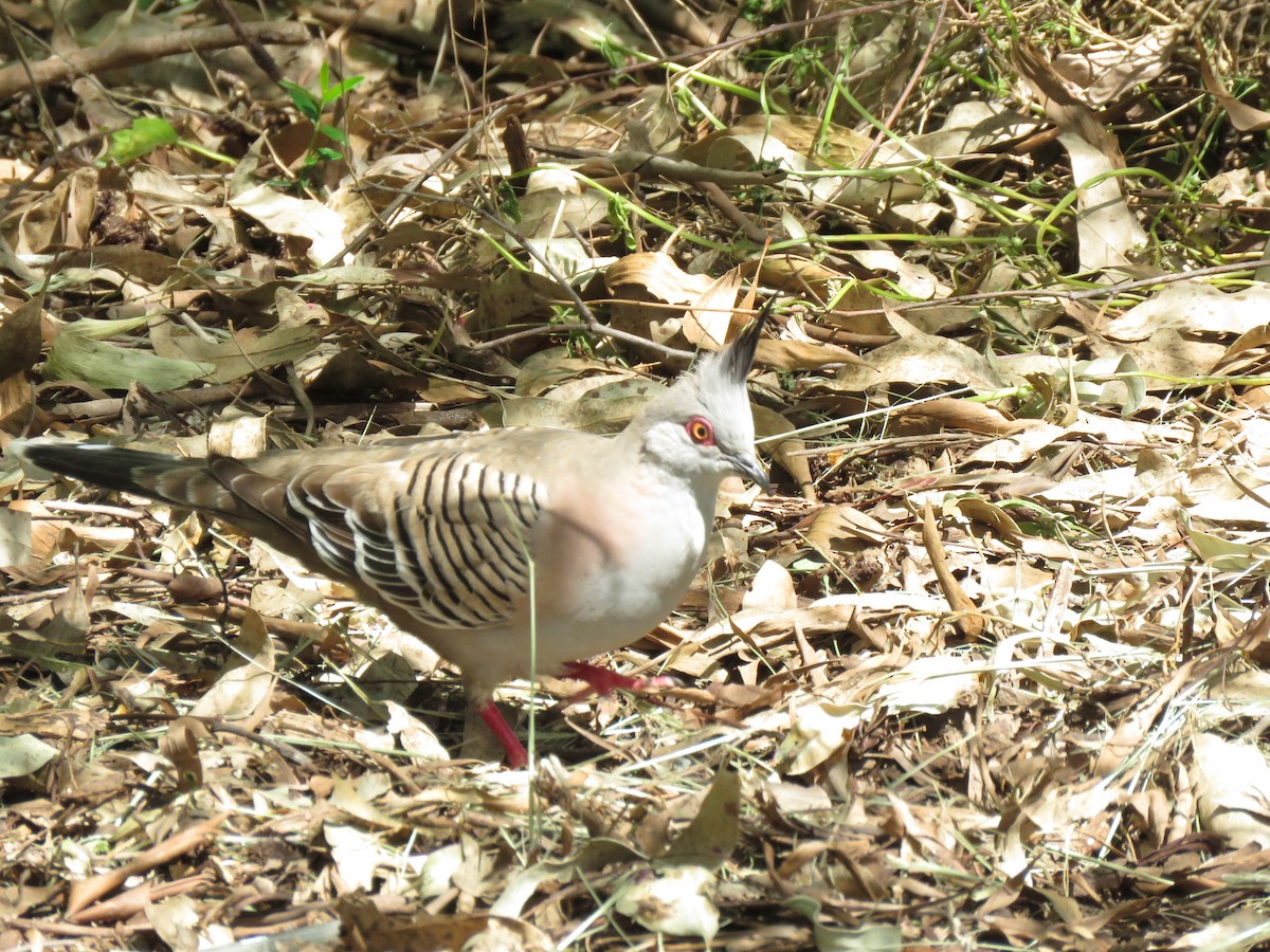 Crested Pigeon - ML500723521