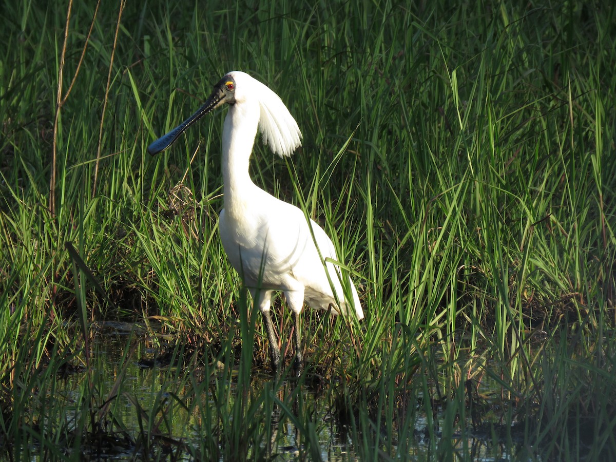 Royal Spoonbill - ML500723921