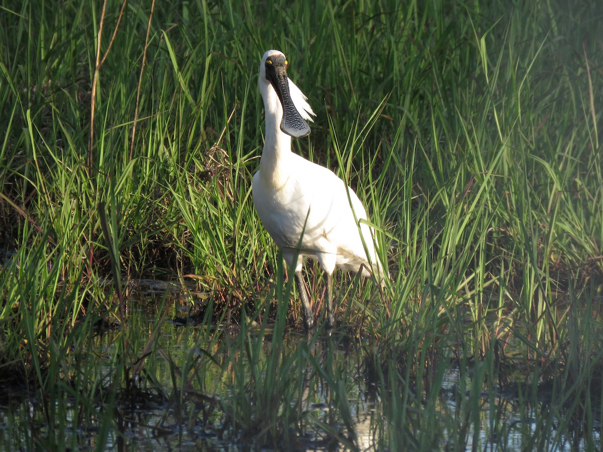 Royal Spoonbill - Stuart Ling