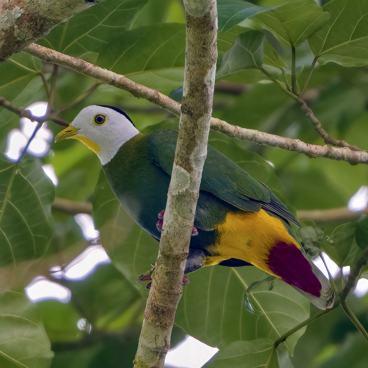 Black-naped Fruit-Dove - Robert Hackel