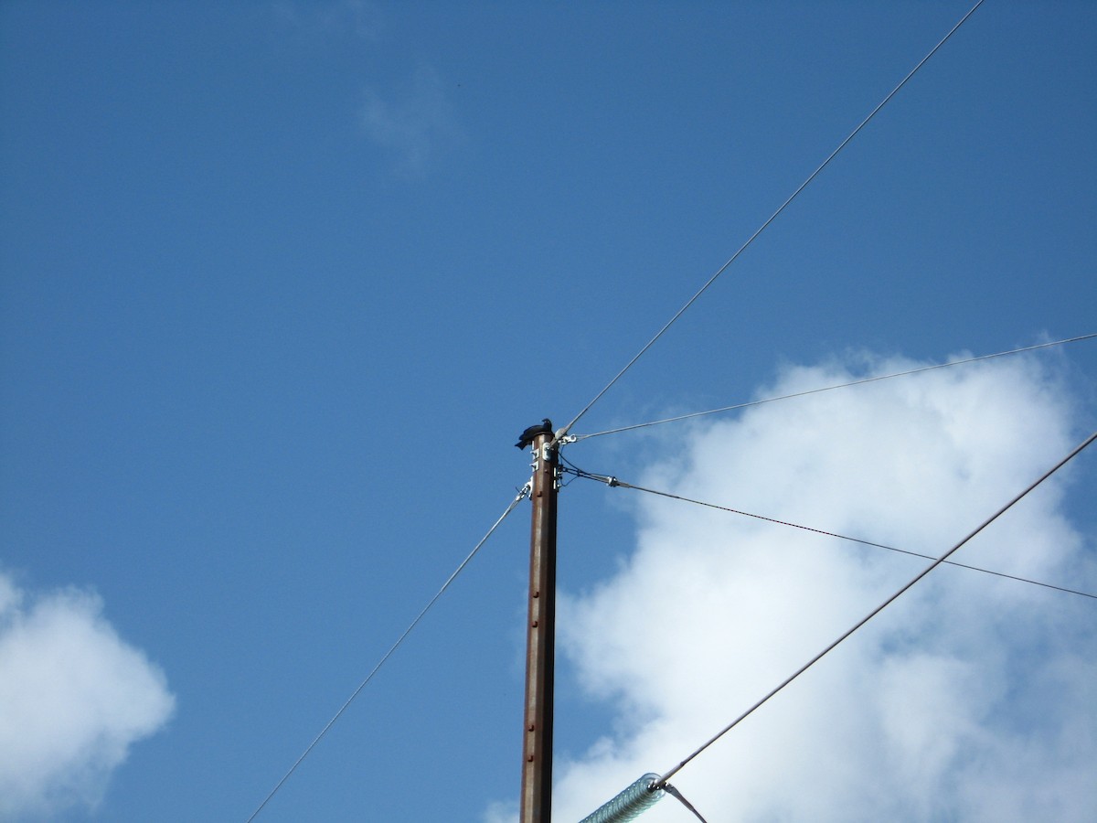 Black Vulture - Daniel Gassaway