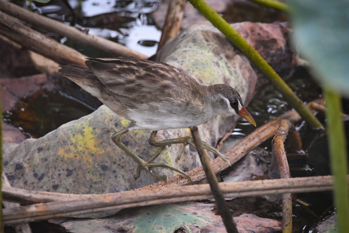 White-browed Crake - Trevor Evans