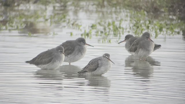 Dunkelwasserläufer - ML500725831