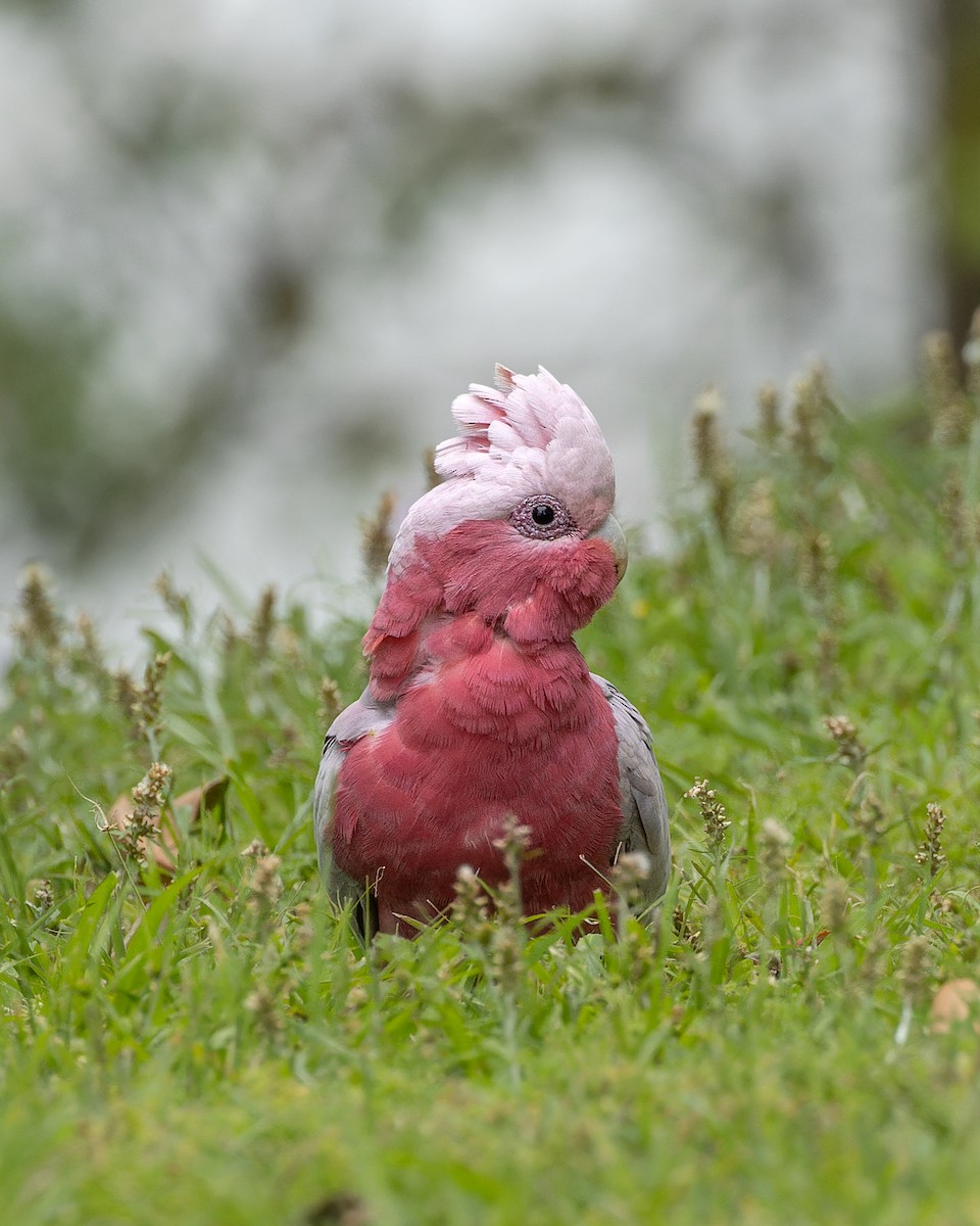 Galah - Ben Johns