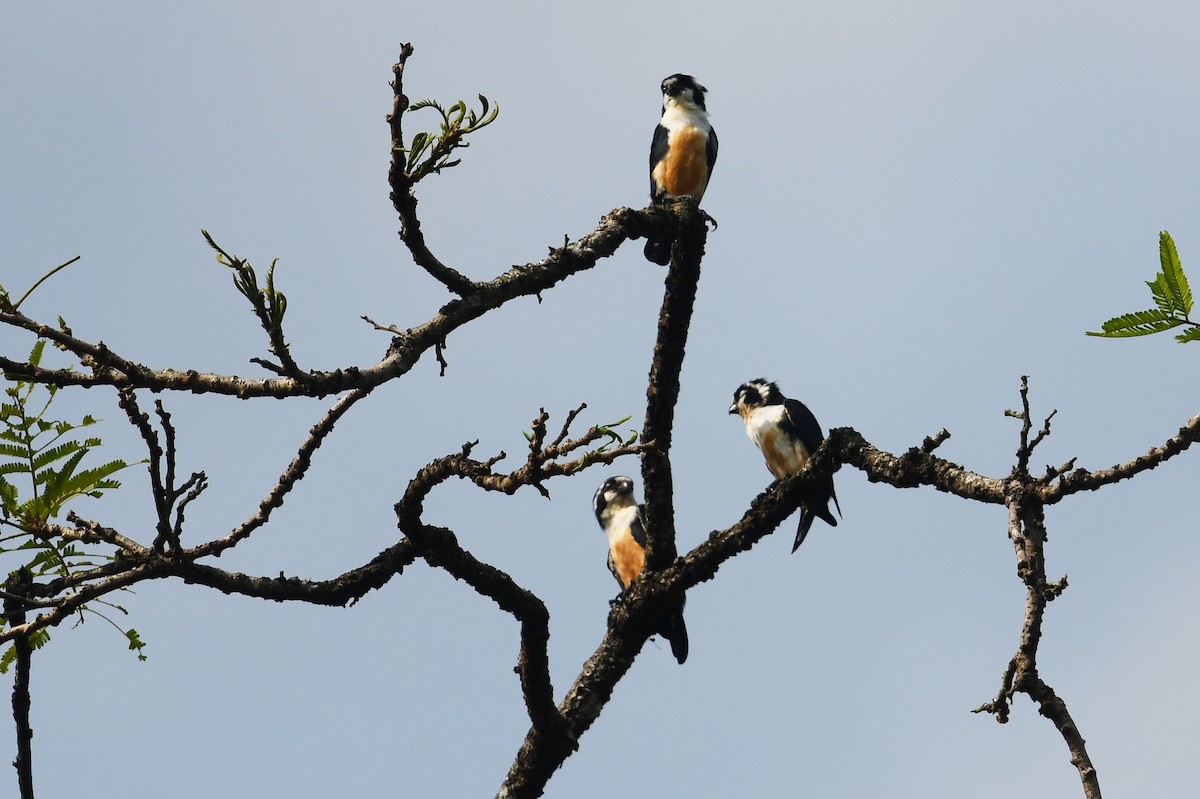 Black-thighed Falconet - Andreas Deissner