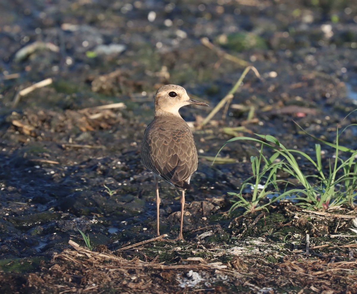 Oriental Plover - Dan Ashdown