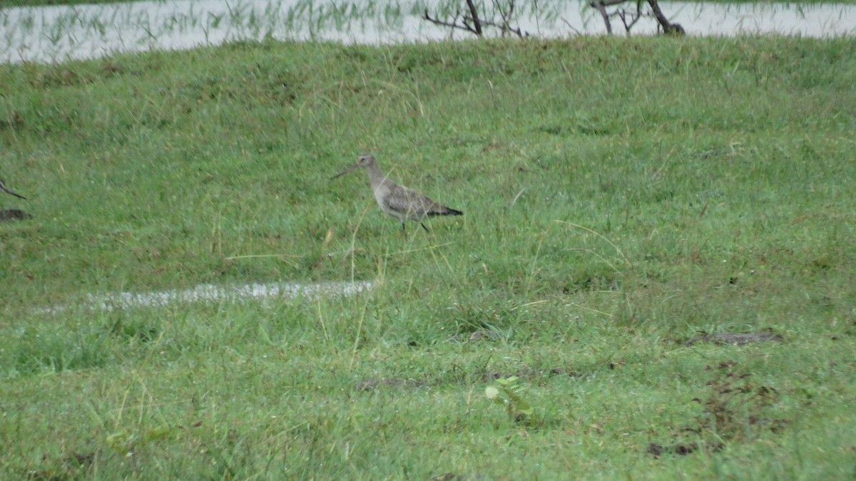 Hudsonian Godwit - ML500727131