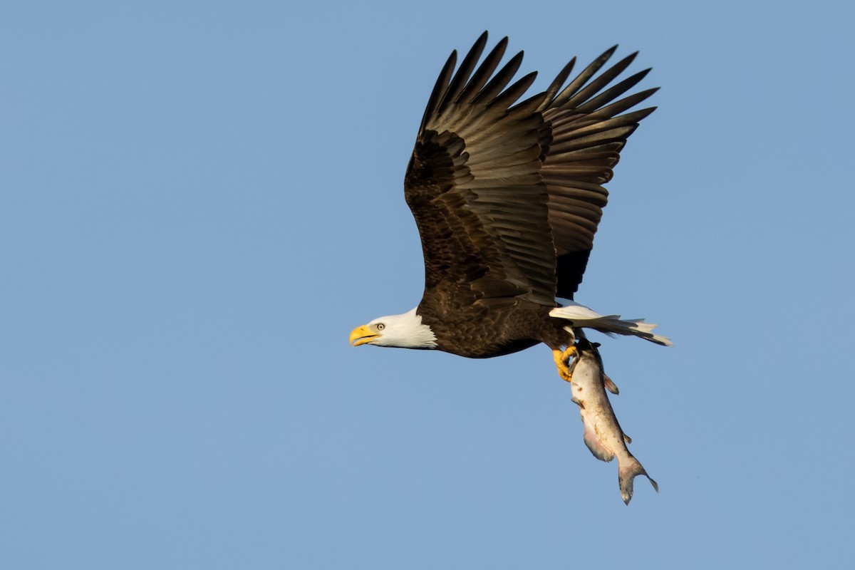 Bald Eagle - ML500727191