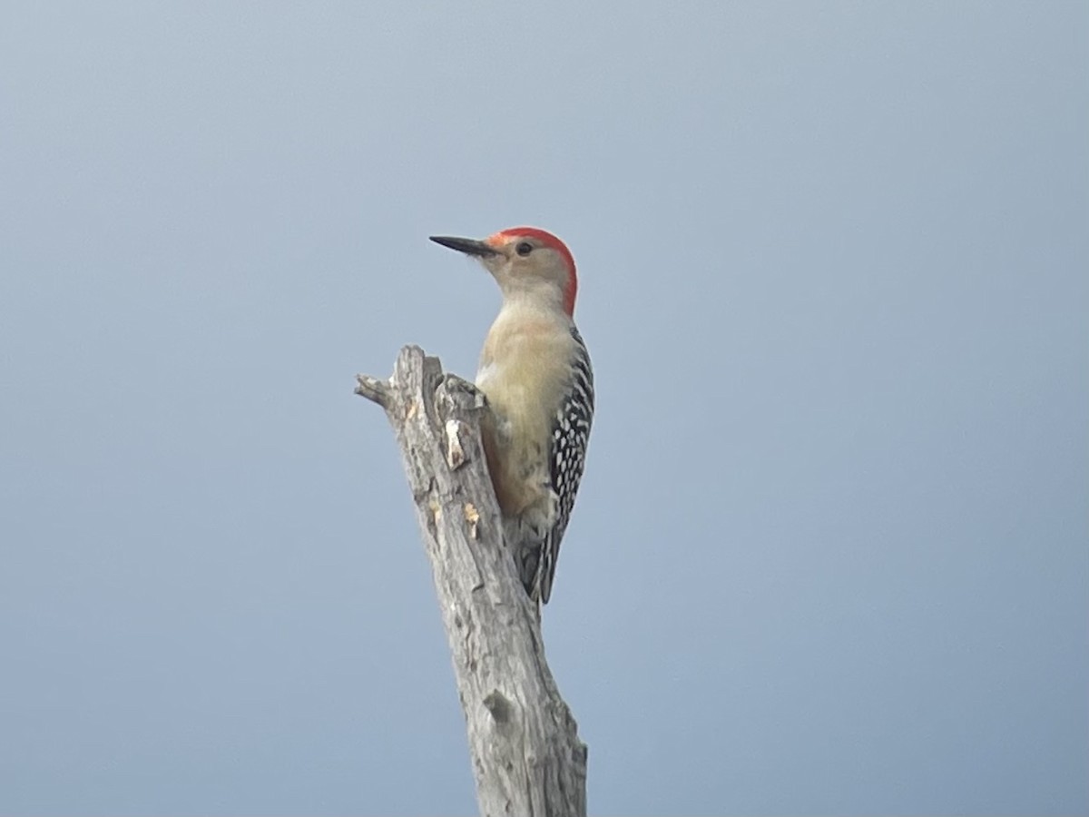 Red-bellied Woodpecker - ML500727541
