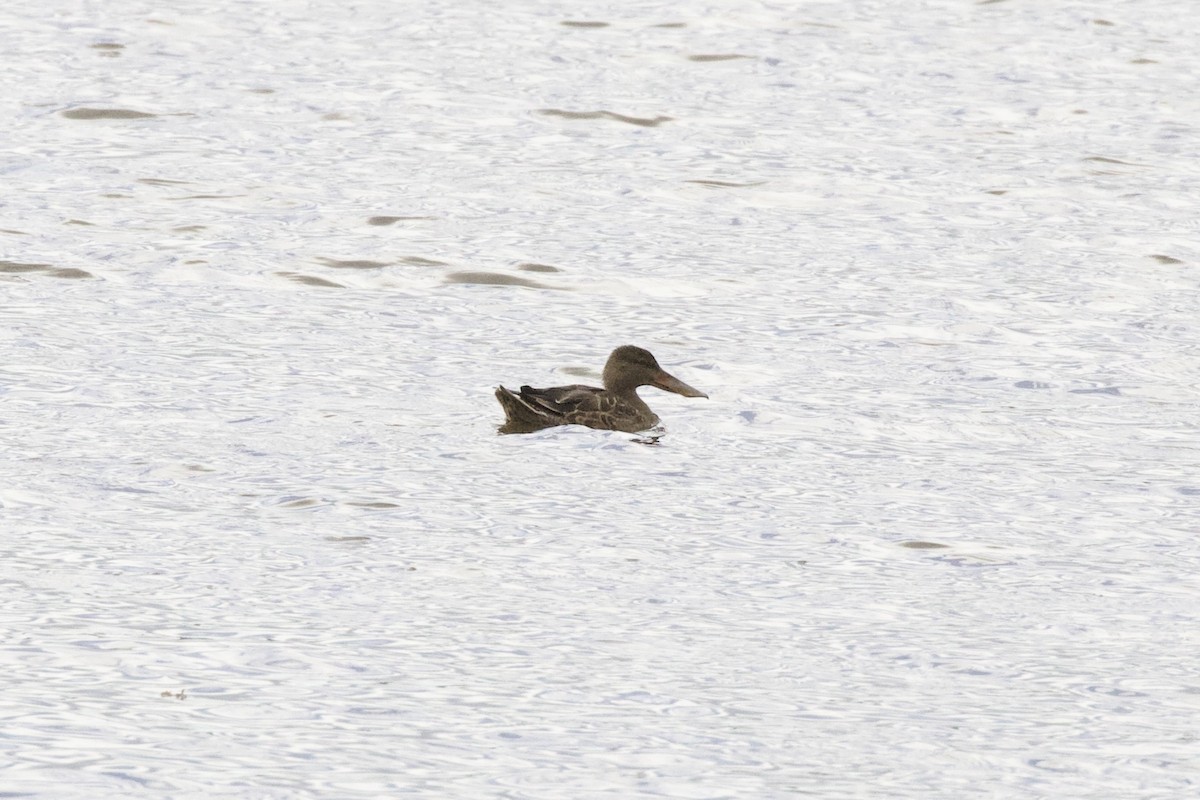 Northern Shoveler - ML500728151