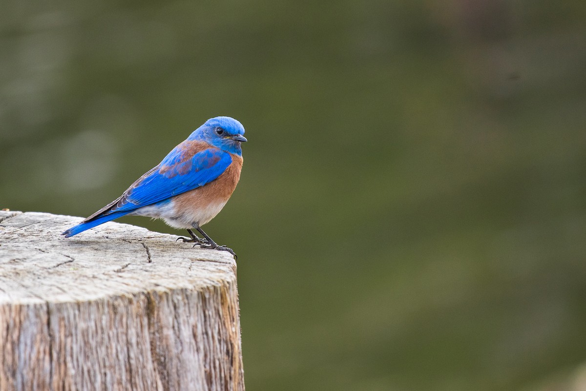 Western Bluebird - ML50072961