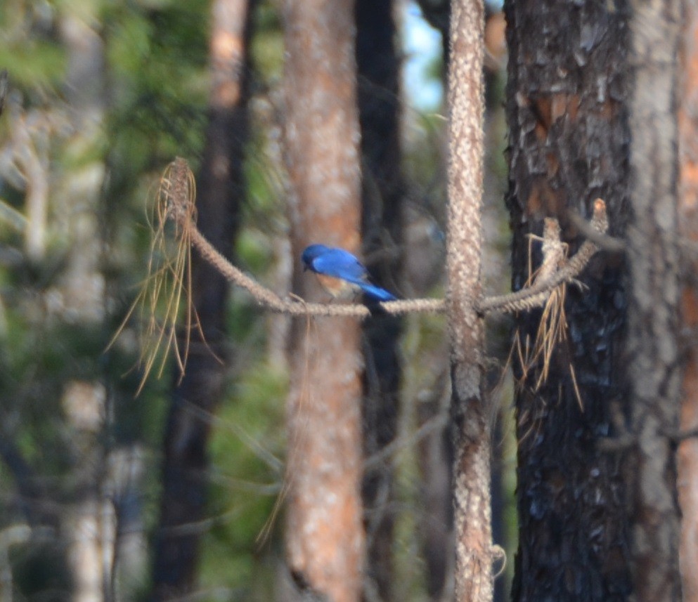 Eastern Bluebird - ML50073211