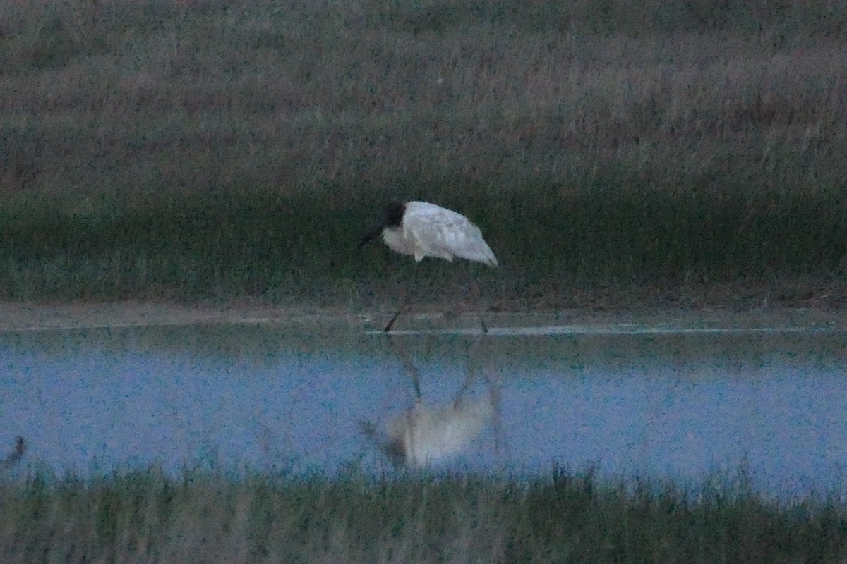 Jabiru d'Amérique - ML50073241