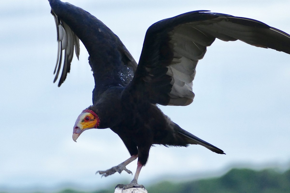 Lesser Yellow-headed Vulture - Peter Kaestner