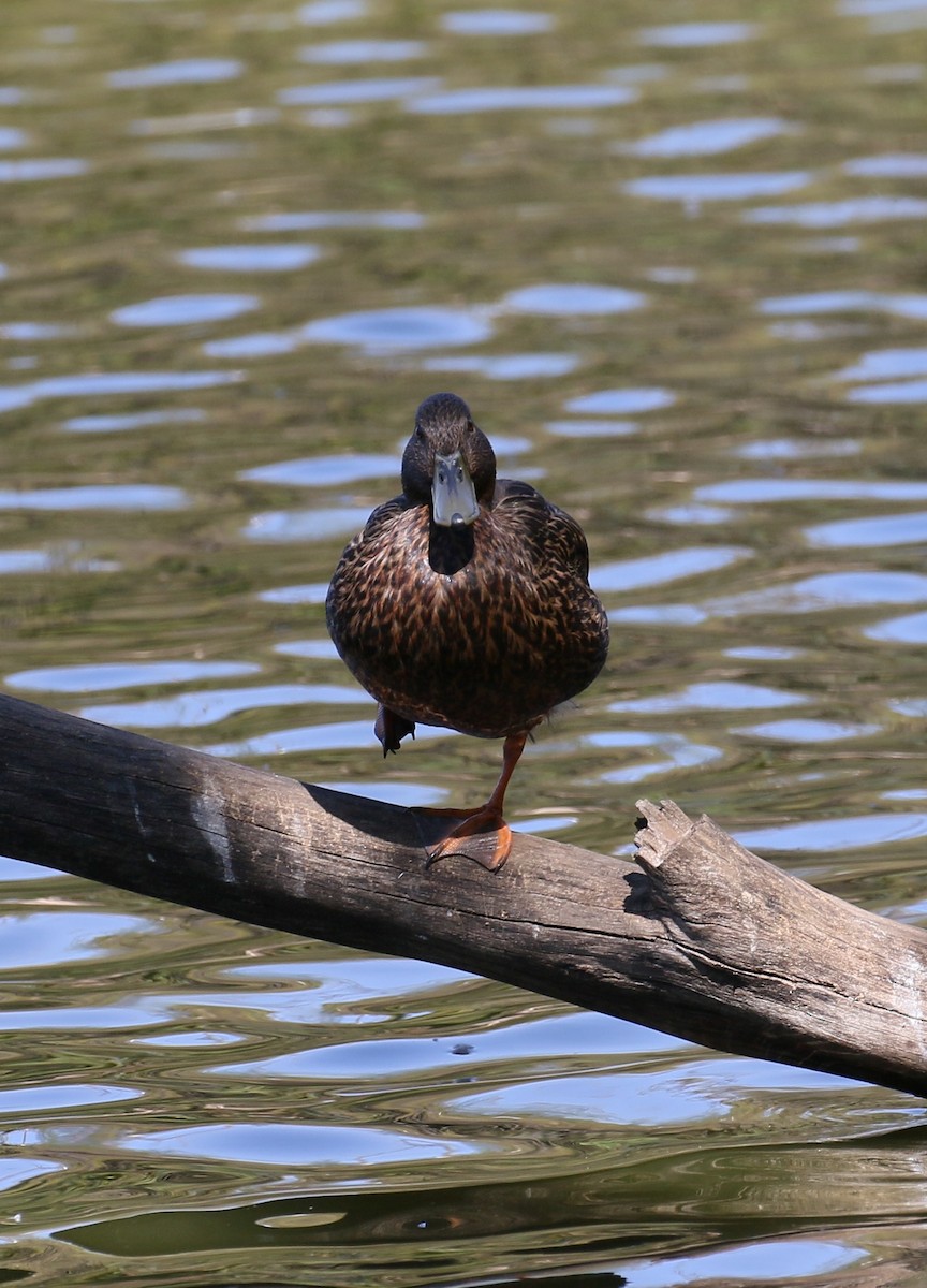 Meller's Duck - simon walkley