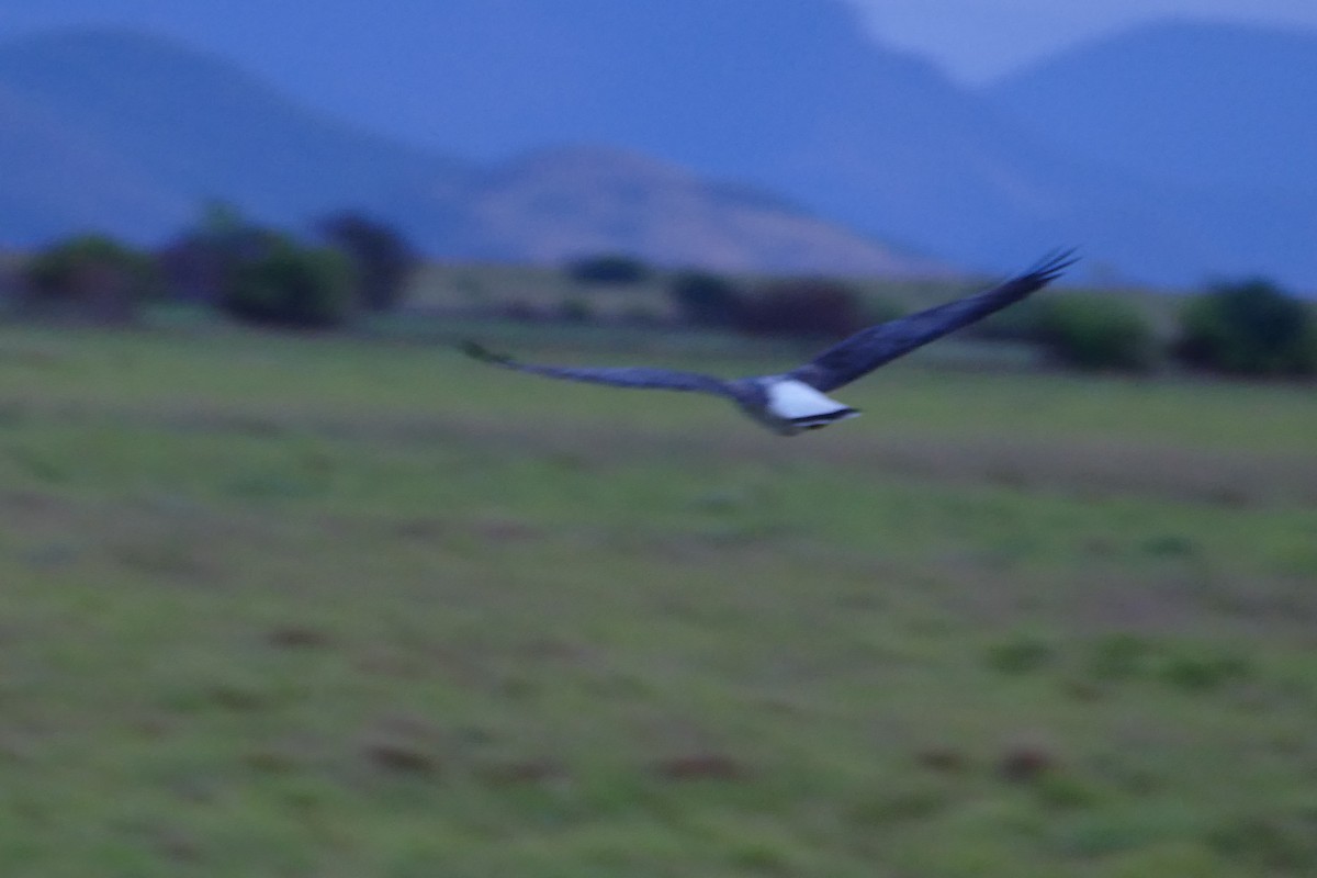 White-tailed Hawk - ML50073461