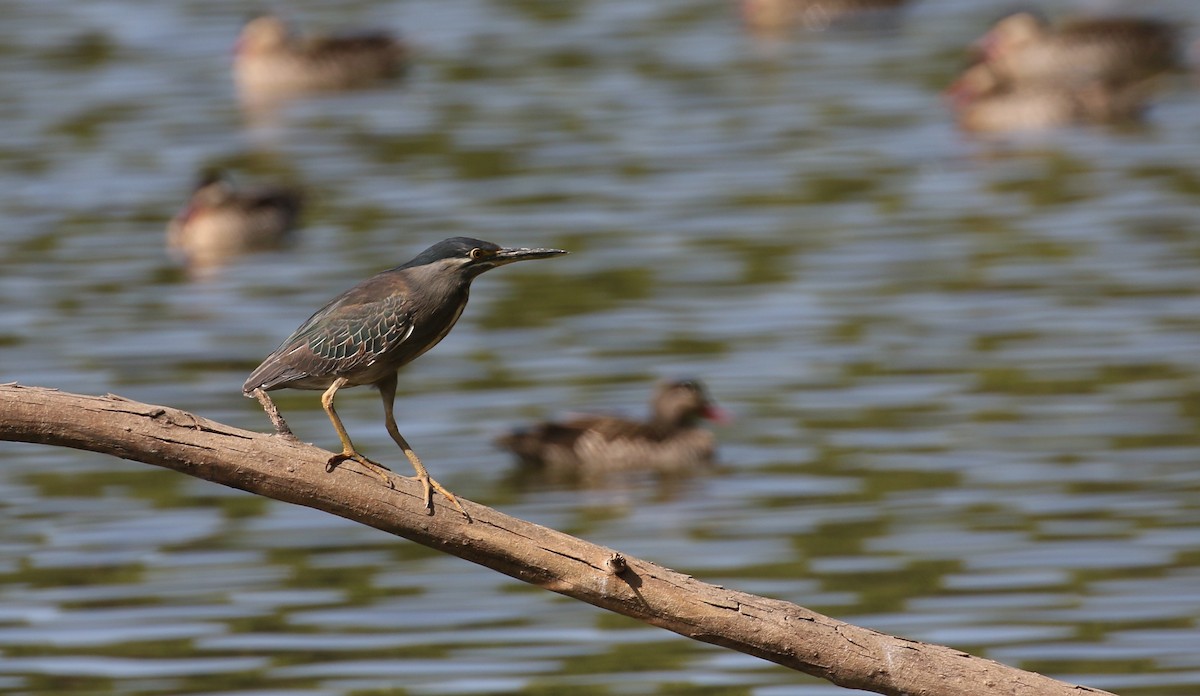 Mangrovereiher [atricapilla-Gruppe] - ML500735321