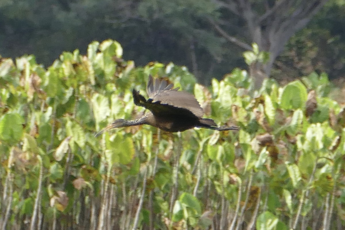 Limpkin - ML50073541