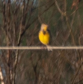 Eastern Meadowlark - ML500735921