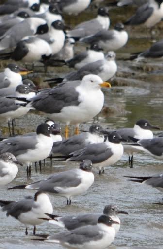 Lesser Black-backed Gull - ML500735991