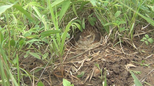 Rufous-naped Lark - ML500736261