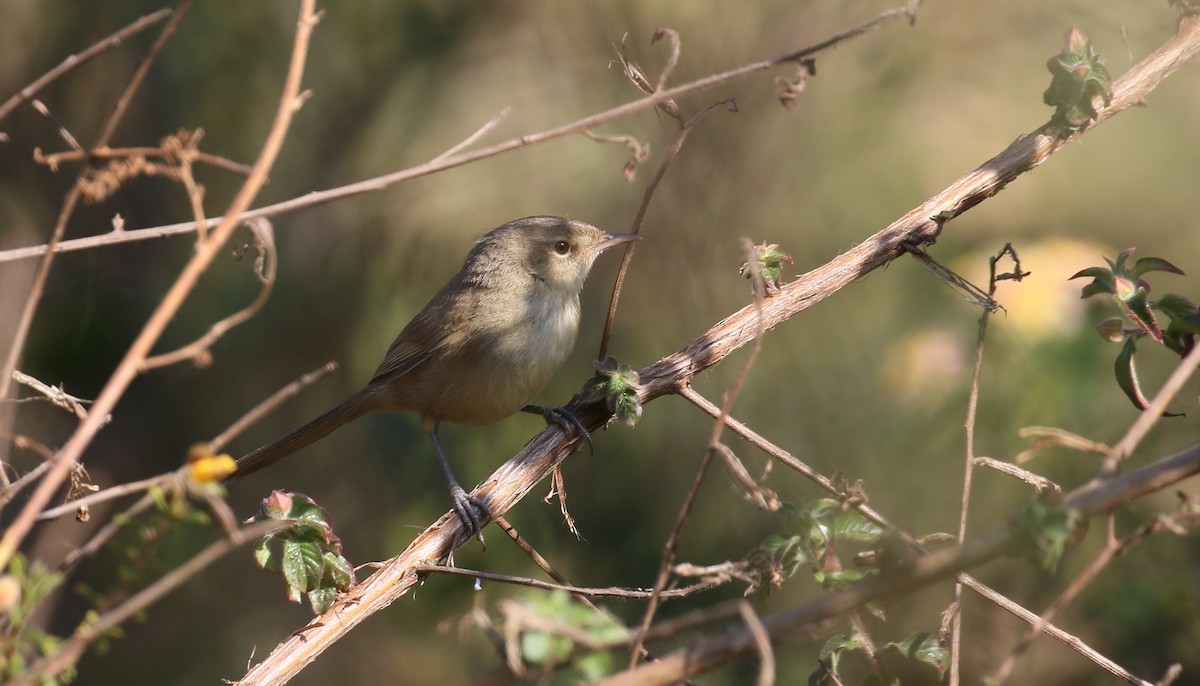 Malagasy Brush-Warbler (Malagasy) - ML500736271