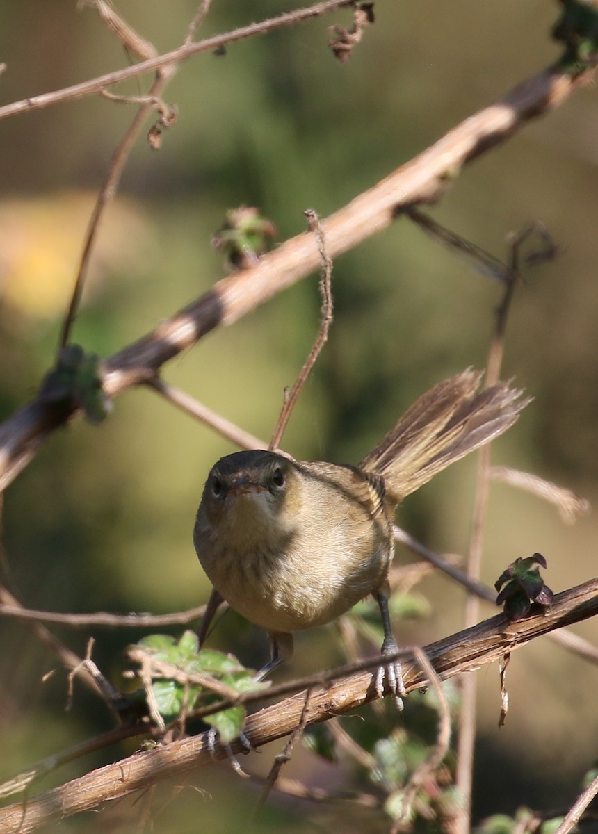 Malagasy Brush-Warbler (Malagasy) - ML500736281