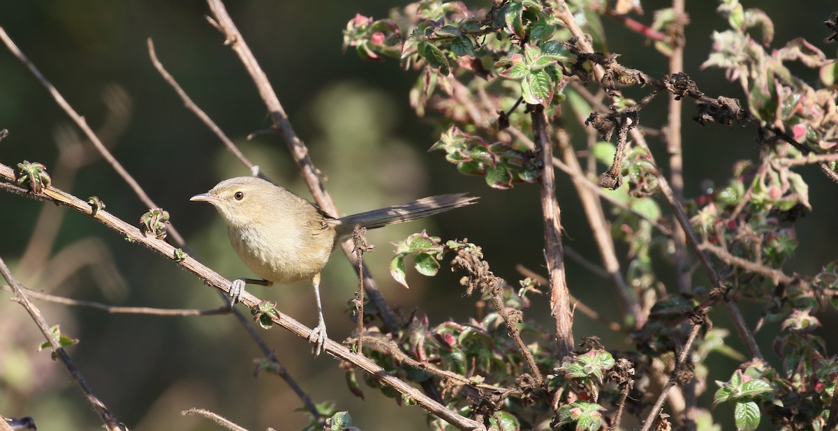 Malagasy Brush-Warbler (Malagasy) - ML500736291