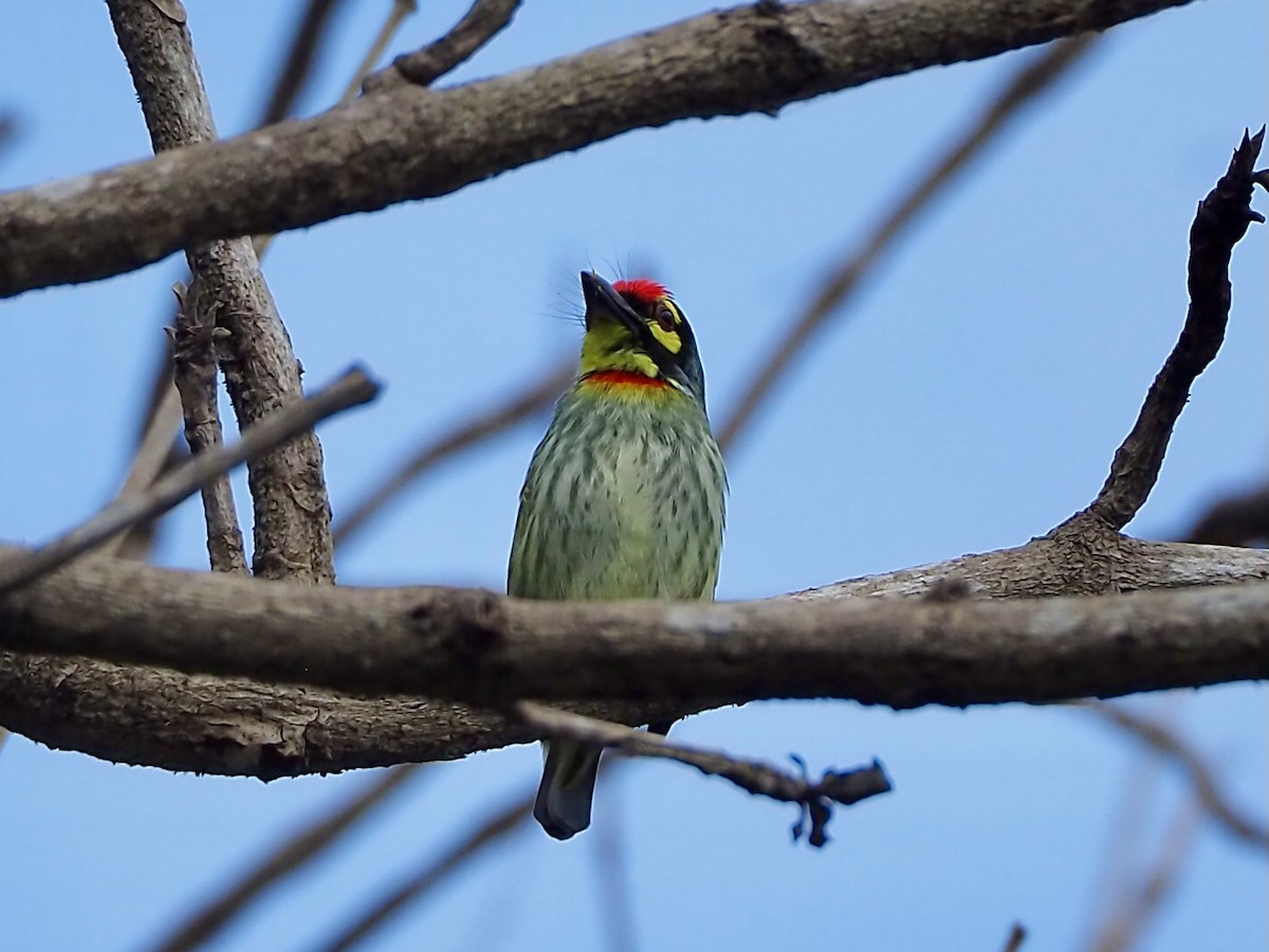 Malabar/Coppersmith Barbet - ML500736321