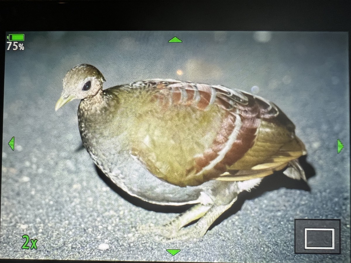 Moluccan Megapode - ML500736581