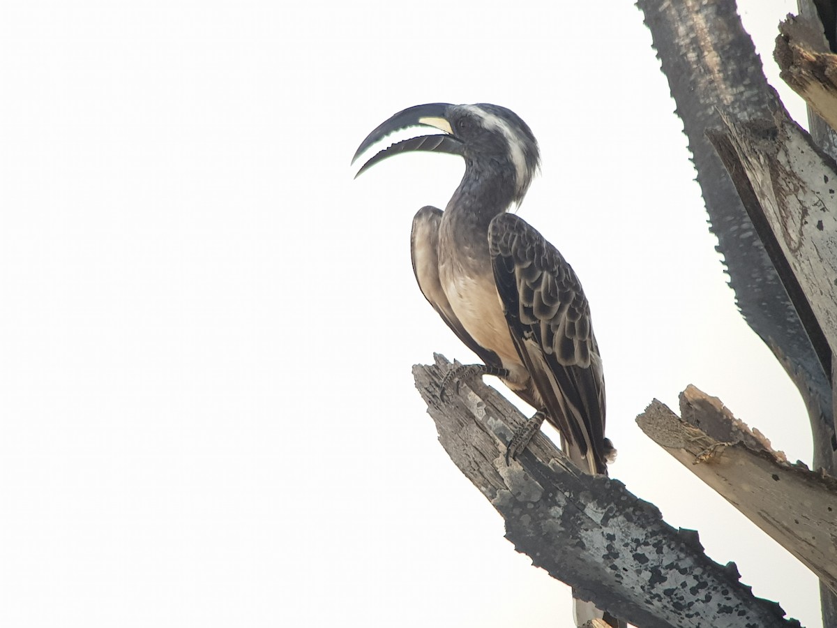 African Gray Hornbill - ML500737881