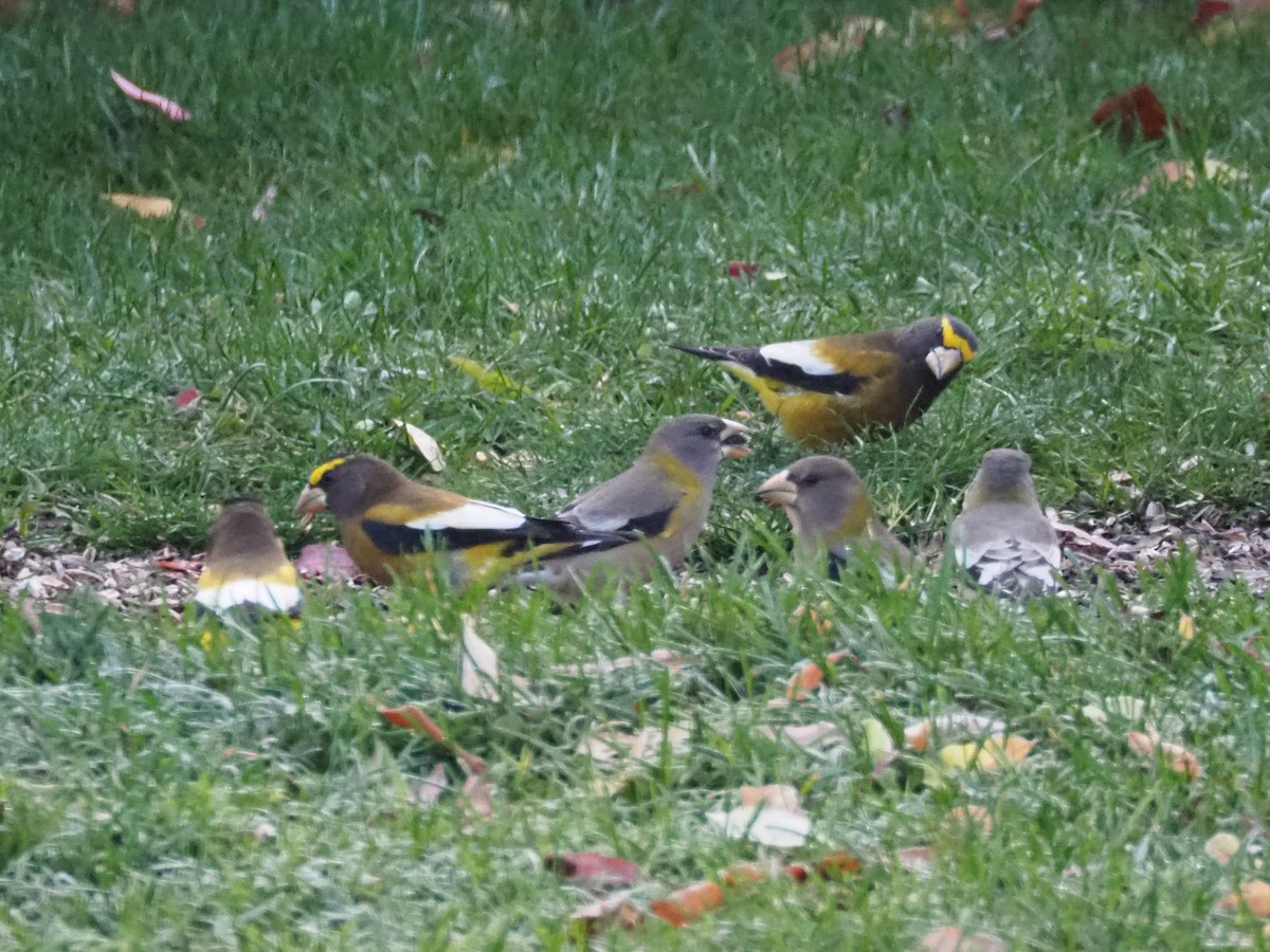 Evening Grosbeak - ML500738281