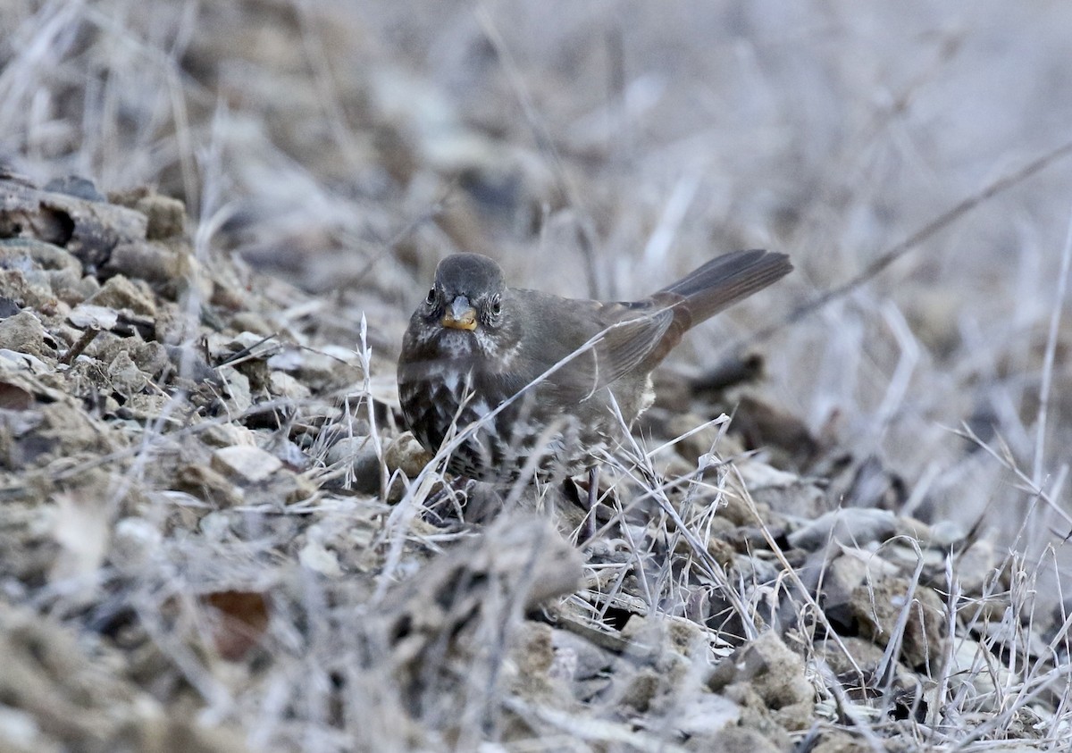 Fox Sparrow - ML500738321
