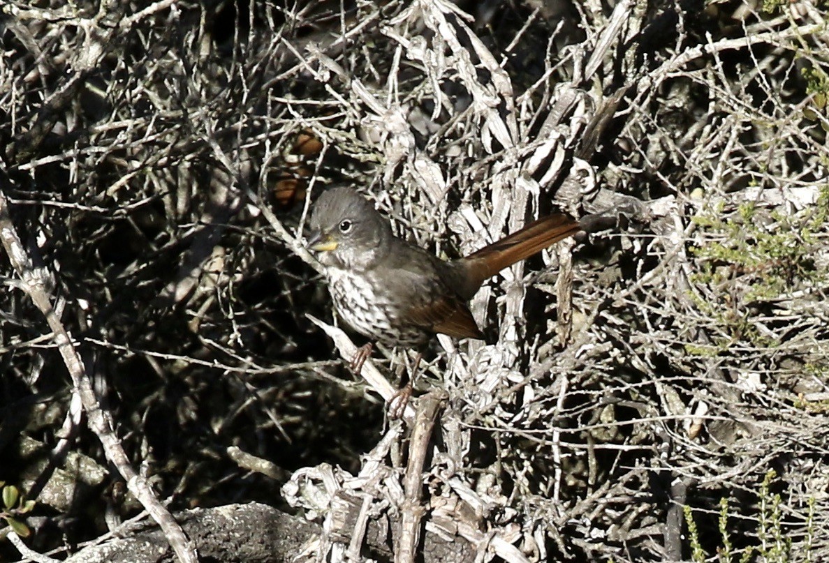 Fox Sparrow - ML500738331