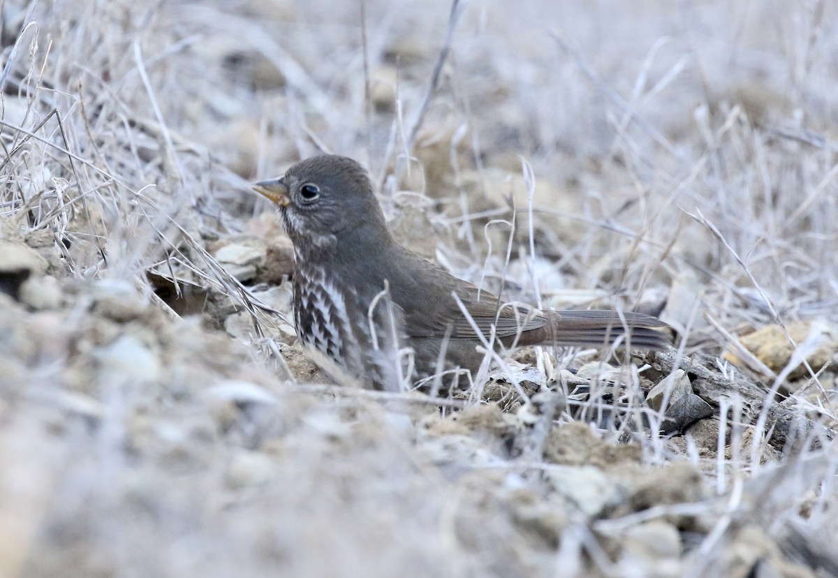 Fox Sparrow - ML500738341