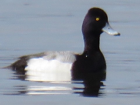 Lesser Scaup - ML500738451