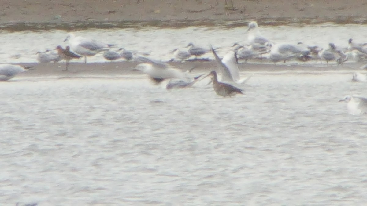 Black-tailed Godwit - ML50073881