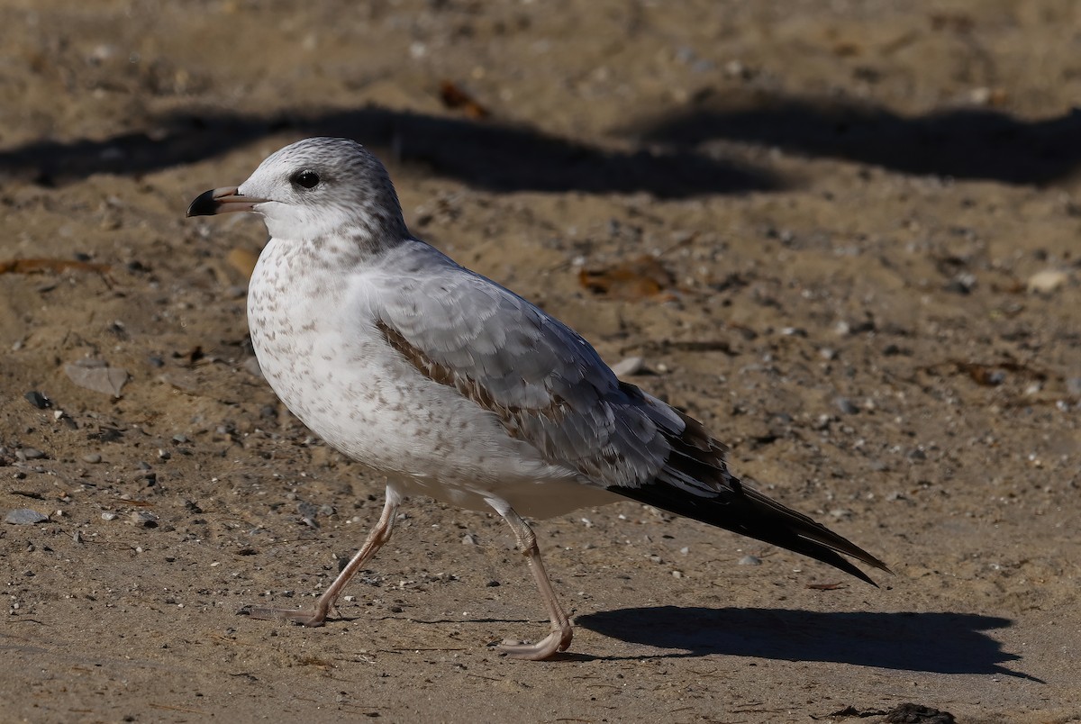 Ring-billed Gull - ML500739281