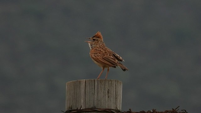 Rufous-naped Lark - ML500739311